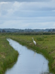 FZ020214 Great White Egret (Ardea alba).jpg